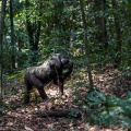 Gorilla gorilla (Gorille de plaine)