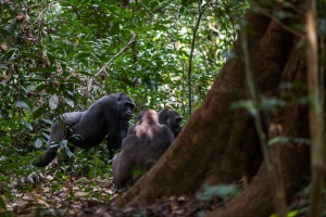 Gorilla gorilla (Gorille de plaine)