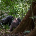Gorilla gorilla (Gorille de plaine)