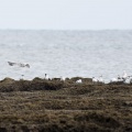 thalasseus-maximus-gabon.jpg