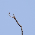 aves-sp-gabon-3.jpg