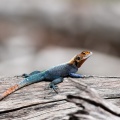 agama-agama-gabon.jpg