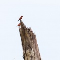 Eurystomus gularis