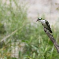 chrysococcyx-caprius-gabon.jpg