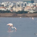 Phoenicopterus ruber
