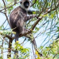 semnopithecus-priam-sri-lanka-2.jpg