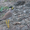 Vanellus malabaricus