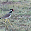 Vanellus indicus