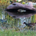 gallinula-chloropus-sri-lanka.jpg