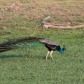 pavo-cristatus-sri-lanka.jpg