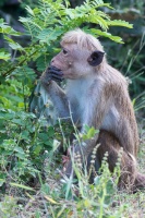 Macaca sinica (Macaque à toque)