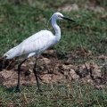egretta-garzetta-sri-lanka.jpg
