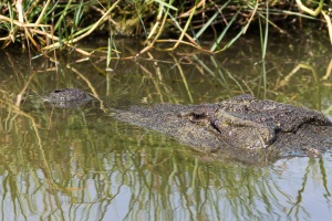 Crocodylus porosus (Crocodile marin)