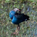 porphyrio-porphyrio-sri-lanka-3.jpg