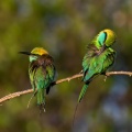 merops-orientalis-sri-lanka.jpg