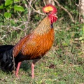 gallus-lafayetii-sri-lanka-2.jpg