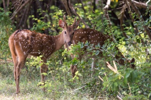Axis axis (Chital)