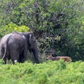 elephas-maximus-sri-lanka-2.jpg