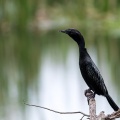 Microcarbo niger