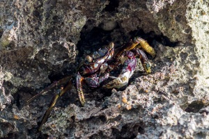 Crab feeding on limpet