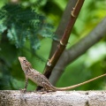 calotes-versicolor-sri-lanka-3.jpg