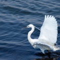 Egretta garzetta