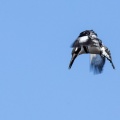 Ceryle rudis