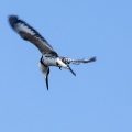 Ceryle rudis