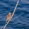 Passer moabiticus