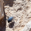 Coleopter sp. indet.
