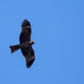 Milvus migrans