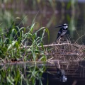 Ceryle rudis