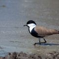 Vanellus spinosus