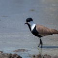 Vanellus spinosus