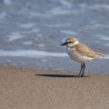 Charadrius alexandrinus