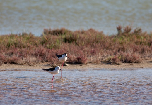 Himantopus himantopus