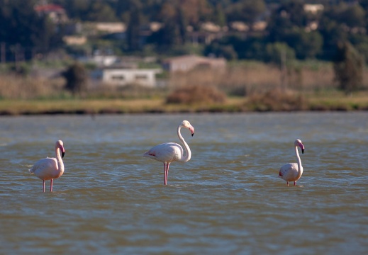Phoenicopterus ruber