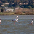 Phoenicopterus ruber