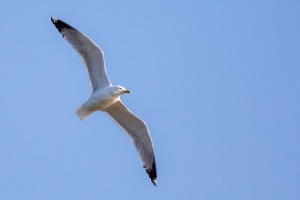 Larus cachinnans