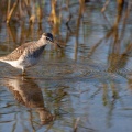 Tringa glareola
