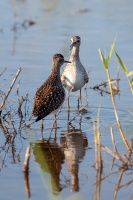 Tringa glareola