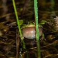 Hyla arborea
