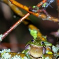 Hyla arborea