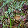 Hyla arborea