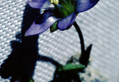 Lomatogonium brachyantherum (C.B. Clarke) Fernald