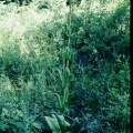 Frasera fastigiata (Pursh) A.Heller