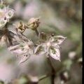 Frasera gypsicola (Barneby) D.M.Post
