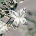 Frasera neglecta H.M.Hall