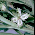 Frasera speciosa Douglas ex Hook