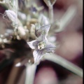 Frasera tubulosa Coville